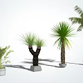Various Types of Arbor Trees With Lush Green Foliage in White Pots