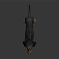 Black and Tan Dachshund Standing on Shiny Dark Background with Studio Lighting