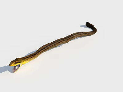 Snake With Yellow Head Open Mouth And Brown Striped Body On White Background 3d model