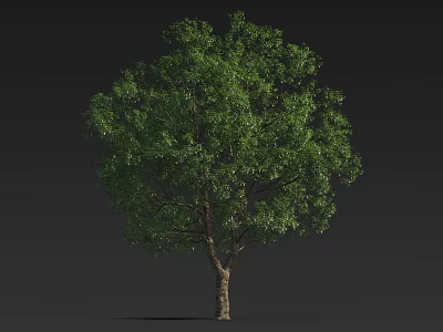 Arbor With Lush Green Foliage And Sturdy Trunk Isolated On Dark Background 3d model