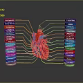 3D Anatomical Illustration of Thoracic Organs with Heart and Labeled Blood Vessels