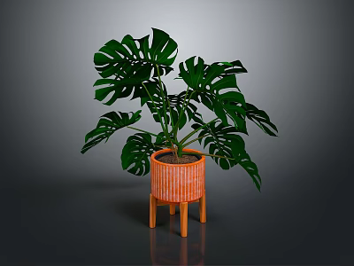 Lush Monstera Plant With Green Leaves In Orange Pot On Wooden Legs Against Dark Background 3d model