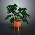 Lush Monstera Plant With Green Leaves In Orange Pot On Wooden Legs Against Dark Background