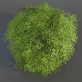 Lush Green Bush With Dense Small Leaves In Natural Garden Landscape