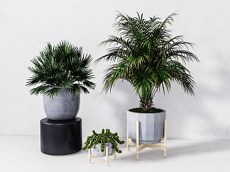 modern potted plant green plant potted plant 3d model