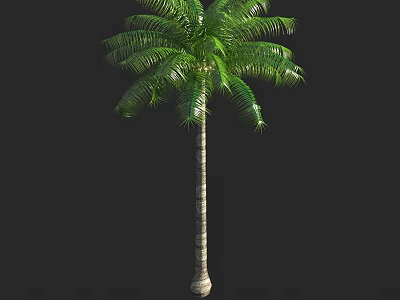 Lush Green Palm Tree With Tall Slender Trunk And Vibrant Fronds 3d model