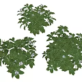 Three Potted Green Plants With Lush Leaves And Small White Flowers