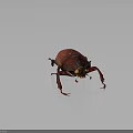 Red Beetle with Large Body Horns and Red Legs on Gray Background with Reflection
