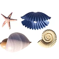 Delicious Fresh Seafood Platter Artfully Decorated With Starfish And Colorful Shells