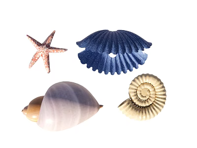 Seafood Shell 3d model Seafood Shell 3d model