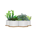Variety of Green Succulent Plants in White Hexagonal Planters with Wooden Base