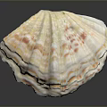 Giant Clam Shell Displaying Vibrant Colorful Patterns And Layered Natural Structure