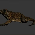 Brown and Orange Frog with Rough Textured Skin in Side View Pose