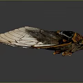 Cicada Exuvia With Transparent Wings Blue Spots And Detailed Texture On Dark Background