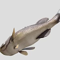 Realistic Brown And Black Fish With Detailed Scales Fins And Tail