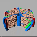 3D Rendered Hair Follicle Organ Structure With Colored Vessels And Cellular Components