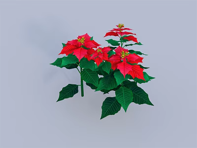 Vibrant Poinsettia Plant With Red Bracts And Green Leaves For Home Decor 3d model