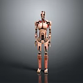 Humanoid Robot With Mechanical Body And Internal Biological Organs Standing In Gray Background