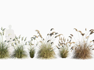 Diverse Garden Ornamental Grass Varieties With Green Brown Foliage And Human Silhouette For Height 3d model