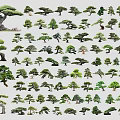 Various Bonsai Trees Collection With Different Shapes And Styles For Garden Design