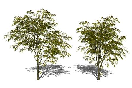 Plant Tree Modern Tree 3d model