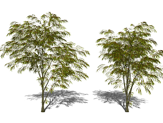 Plant Tree Modern Tree 3d model