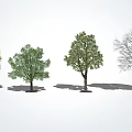 Four Arbor Trees With Different Foliage Stages And Shadows On White Background 3d model