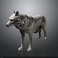 White Standing Wolf Sculpture on Dark Background with Reflective Surface 3d model