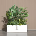 Indoor Green Plant Combination In White Rectangular Planter With Lush Various Foliage 3d model