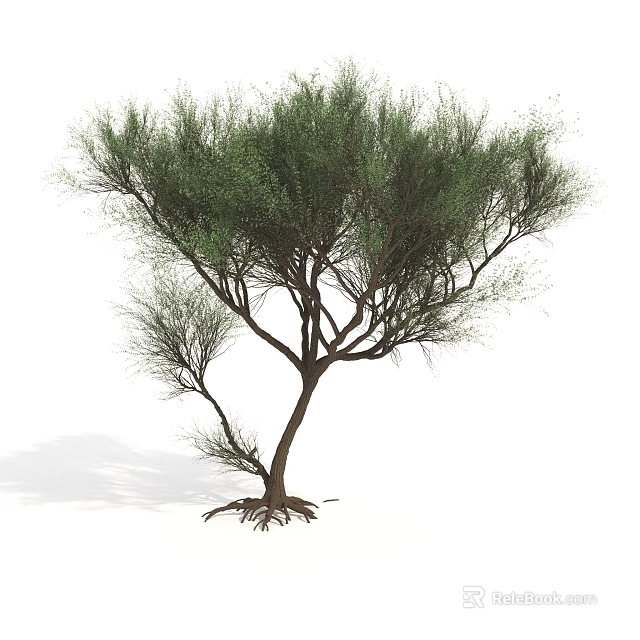 Tall Green Arbor With Lush Foliage Slender Branches And Exposed Roots 3d model 