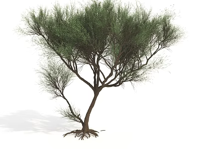 Tall Green Arbor With Lush Foliage Slender Branches And Exposed Roots 3d model