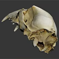 Detailed Animal Skull Bone Structure With Sharp Teeth And Anatomical Features 3d model