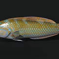 Vibrant Blue And Yellow Spotted Tropical Marine Aquatic Animal With Colorful Scales And Sleek Body