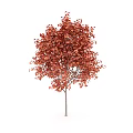 Vibrant Red Leaf Arbor With Lush Autumn Foliage And Strong Trunk