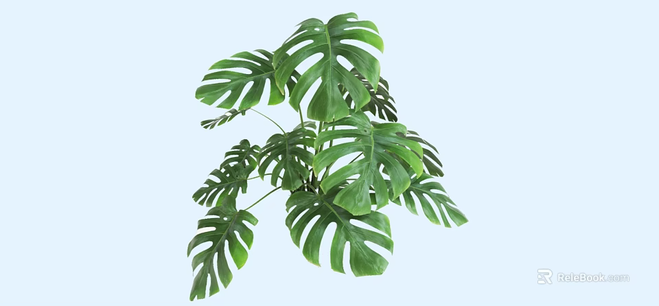 Shrub with Large Green Leaves and Vibrant Foliage for Garden Decoration 3d model 