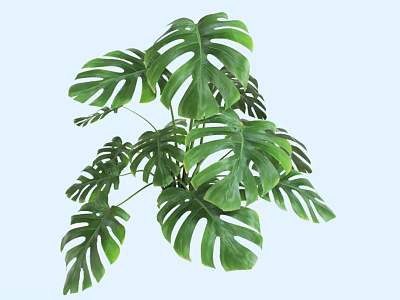 Shrub with Large Green Leaves and Vibrant Foliage for Garden Decoration 3d model