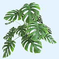 Shrub with Large Green Leaves and Vibrant Foliage for Garden Decoration