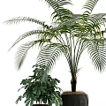 Various Types of Decorative Potted Plants with Lush Foliage and Different Planters for Indoor Use