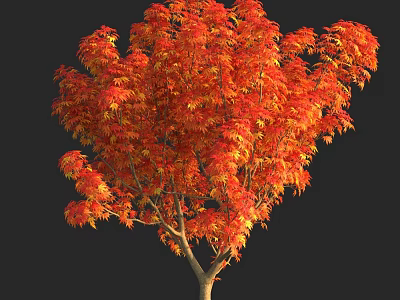 Autumn Arbor with Vibrant Red Orange Leaves and Lush Foliage Against Dark Background 3d model