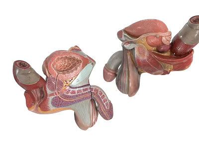 Pelvic Organs Anatomical Model With Detailed Internal Structure For Medical Education 3d model