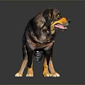 Friendly Black And Brown Dog Standing With Collar Tongue Out On Dark Background