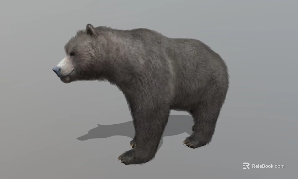 Realistic 3D Bear Model Standing On Gray Background With Detailed Fur 3d model 