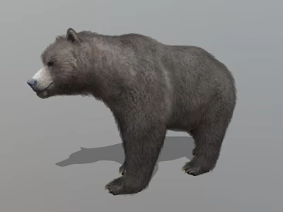 Realistic 3D Bear Model Standing On Gray Background With Detailed Fur 3d model
