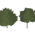 Two Green Leafy Trees with Lush Foliage and Thin Trunks in Minimalist White Background 3d model