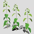 Three Green Plants with Fresh Leaves Casting Soft Shadows on Light Background 3d model
