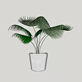 Bonsai Potted Plant with Green Palm like Leaves in White Minimalist Pot for Indoor Decoration