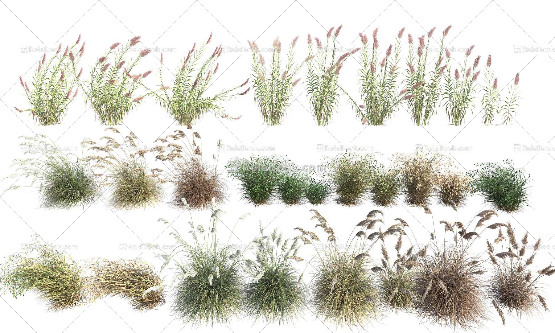 plant reed weed hay shrub 3d model