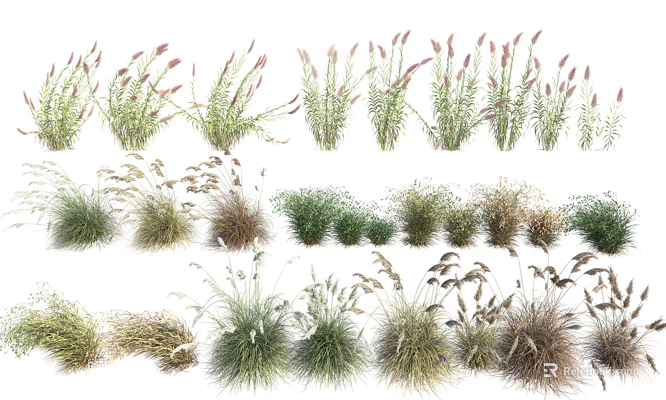 Various Types Of Ornamental Shrubs With Diverse Foliage And Clumping Growth For Landscaping 3d model 