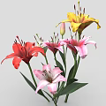 Colorful Lily Flowers Red White Pink Yellow Blooming Fresh Beautiful Garden Plants