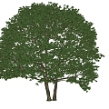 Modern Tree Fruit Tree Plant 3d model